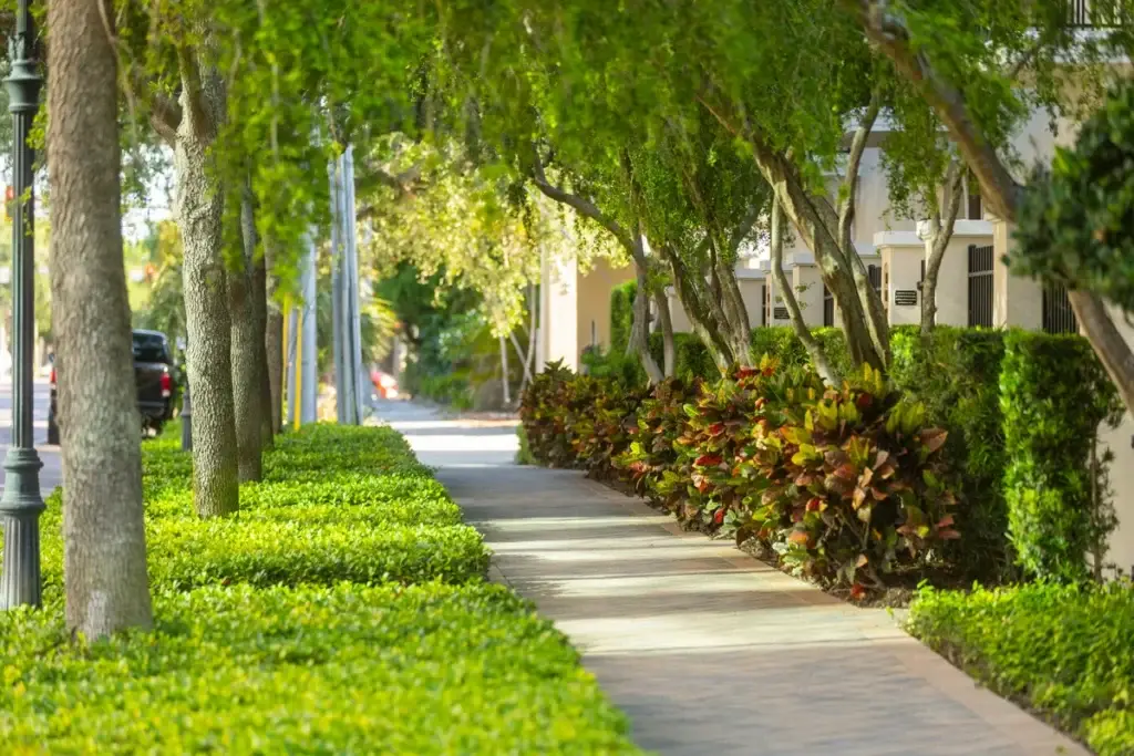 Sidewalk trees and shrubs